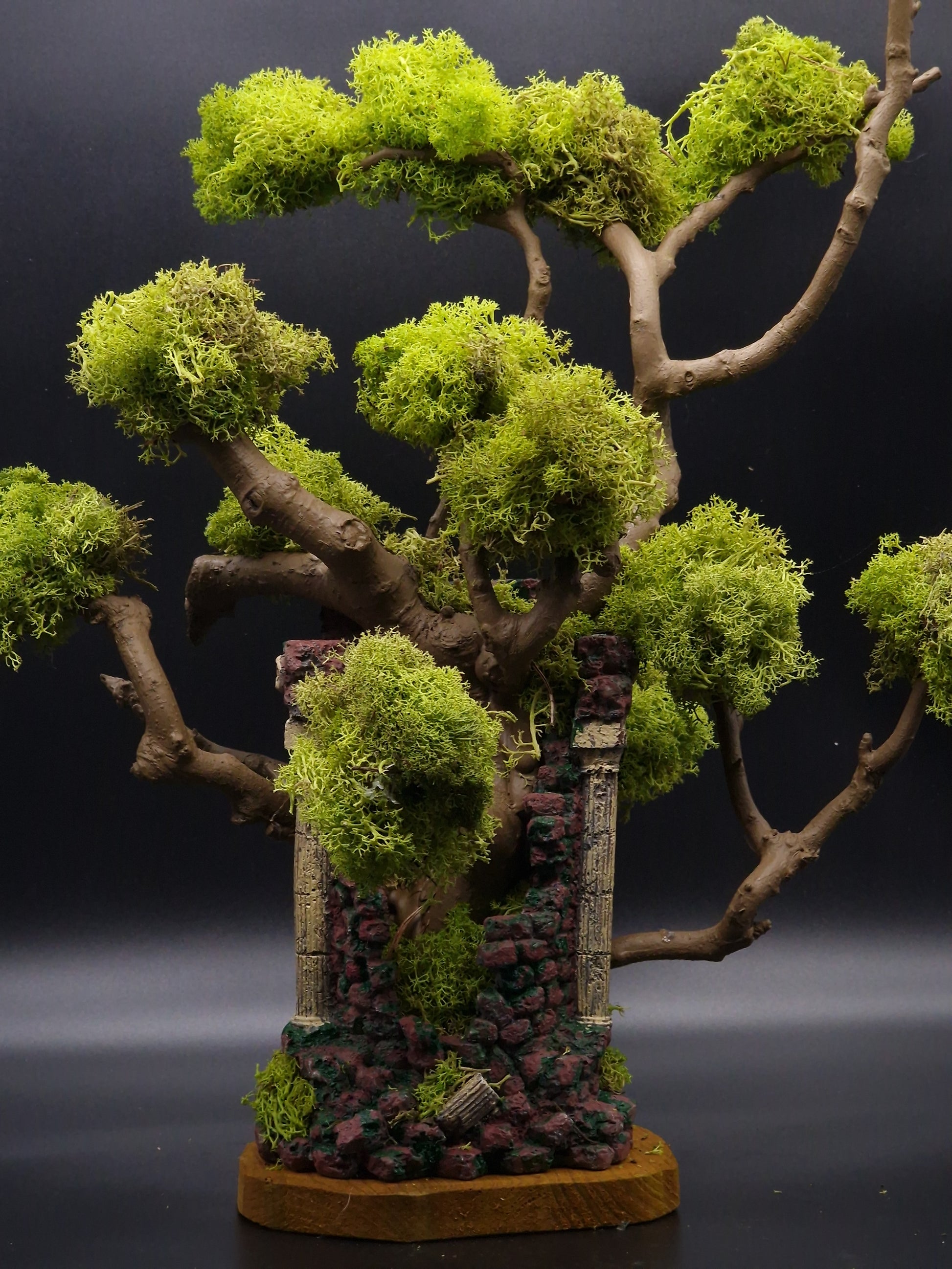 Living) Moss Bonsai Tree For Sale