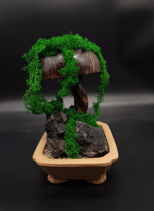 Volcanic Mushroom Bonsai